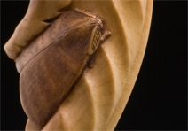 Leaf & Moth Pendant